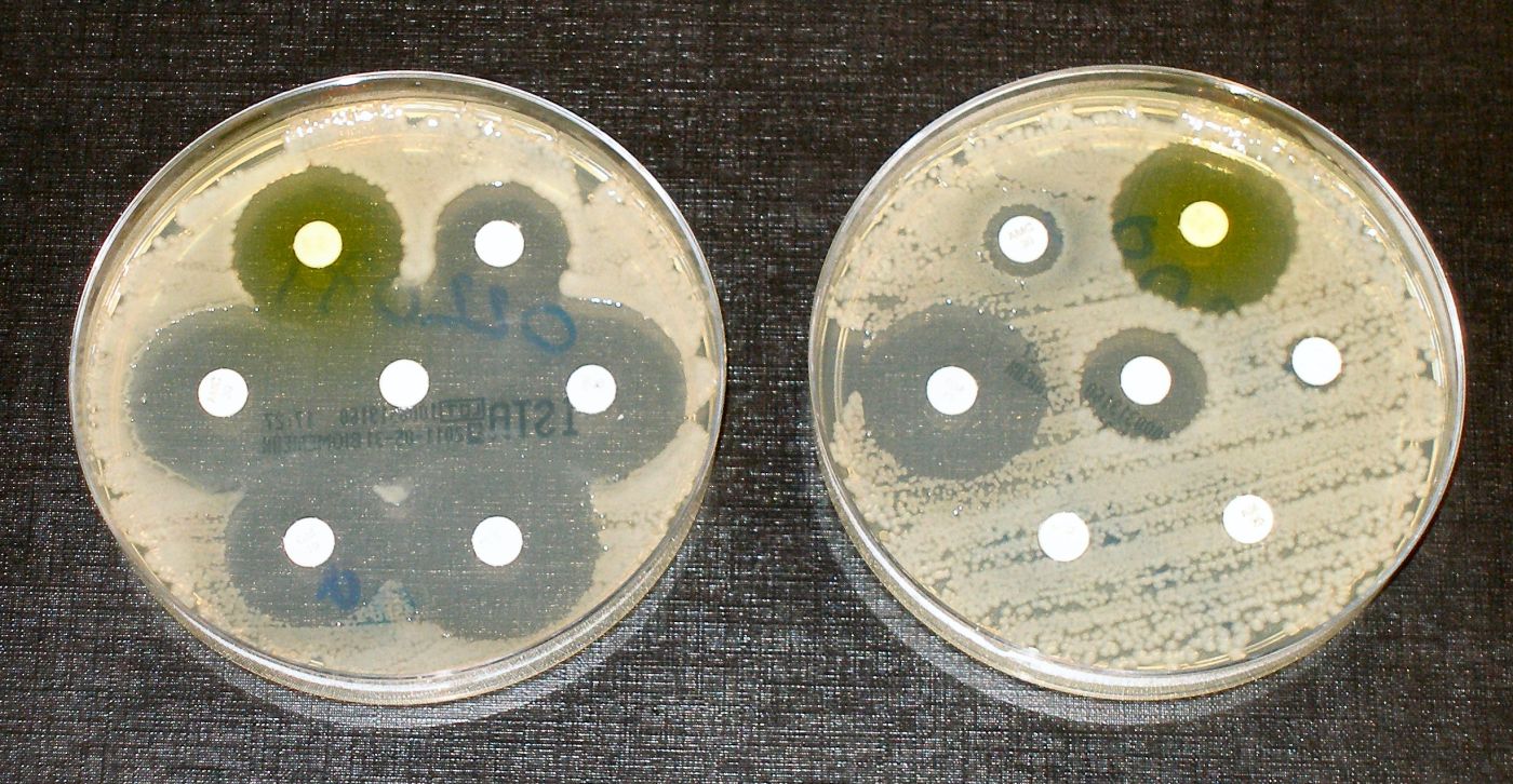 Antibiotic Resistance