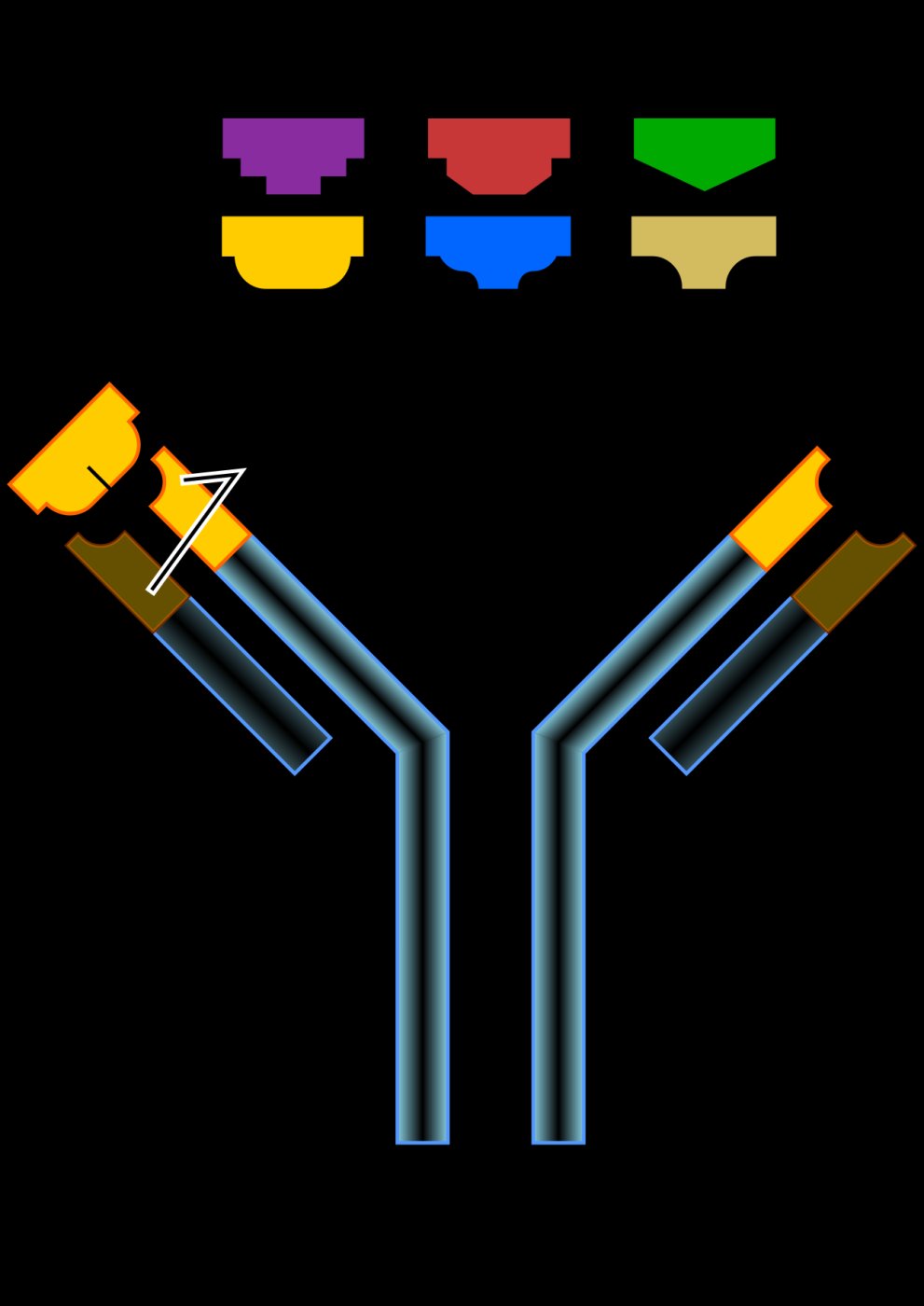 Antibodies