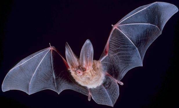Bats