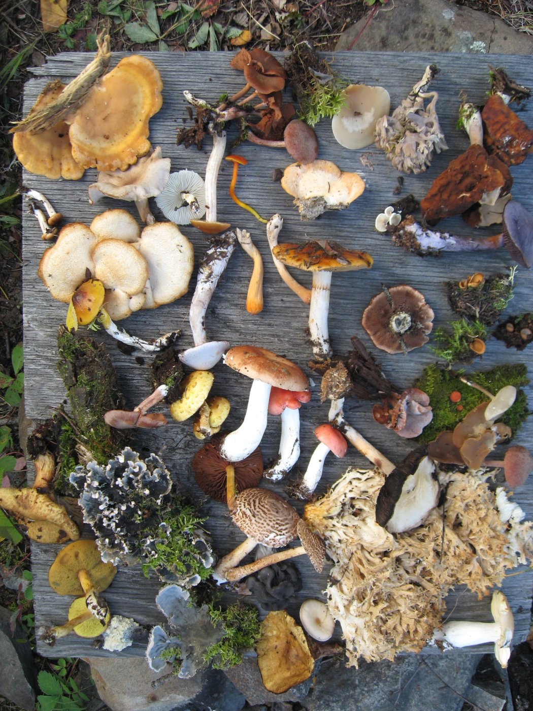 Biodiversity
