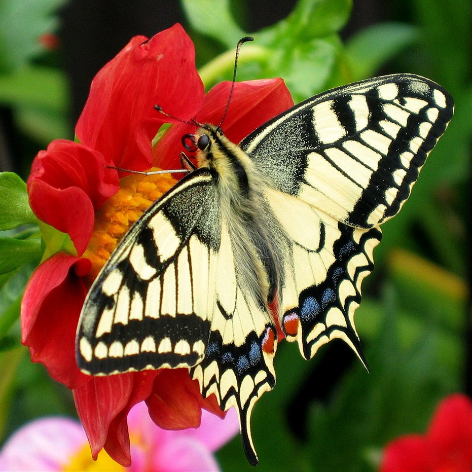 Butterflies