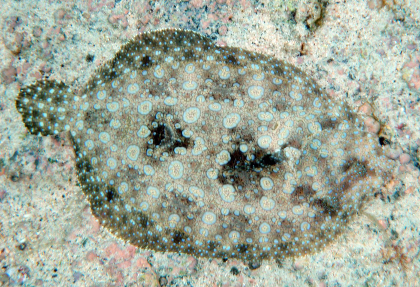 Camouflage