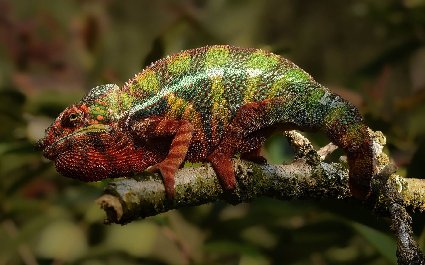 Chameleons