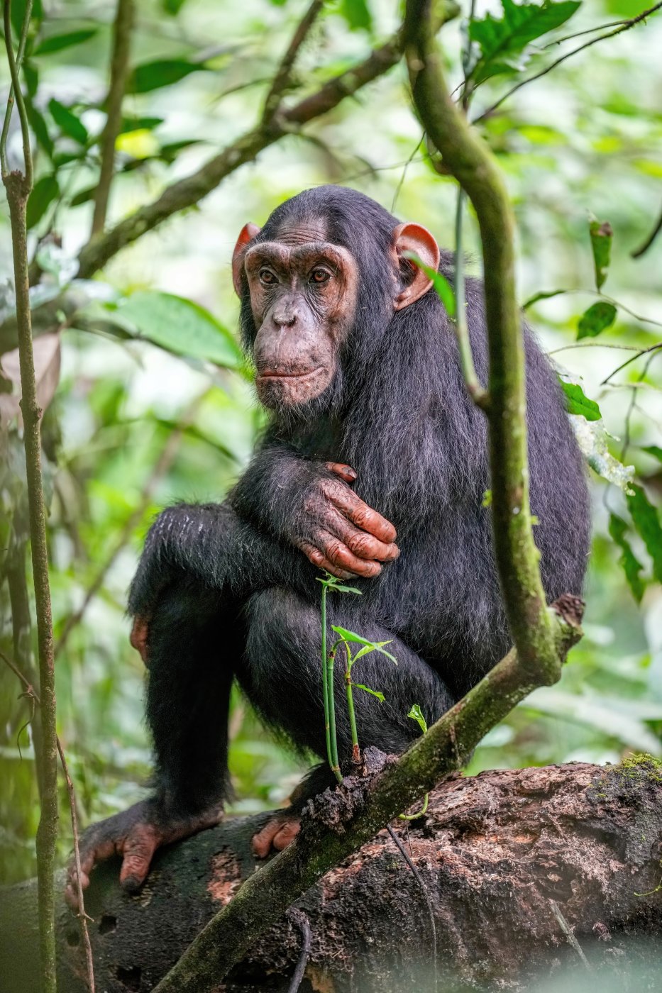 Chimpanzees
