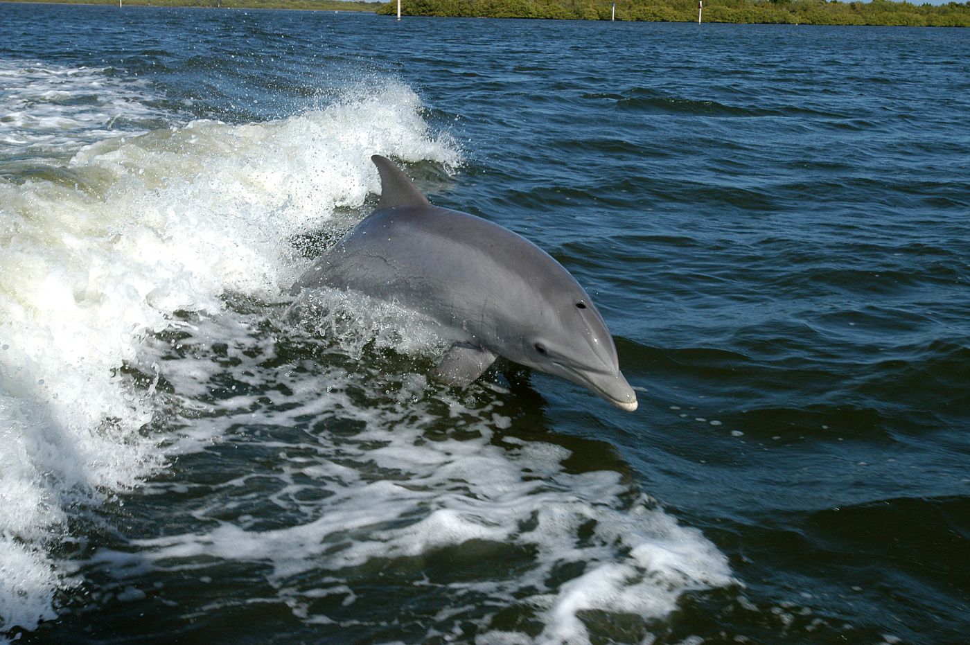 Dolphins