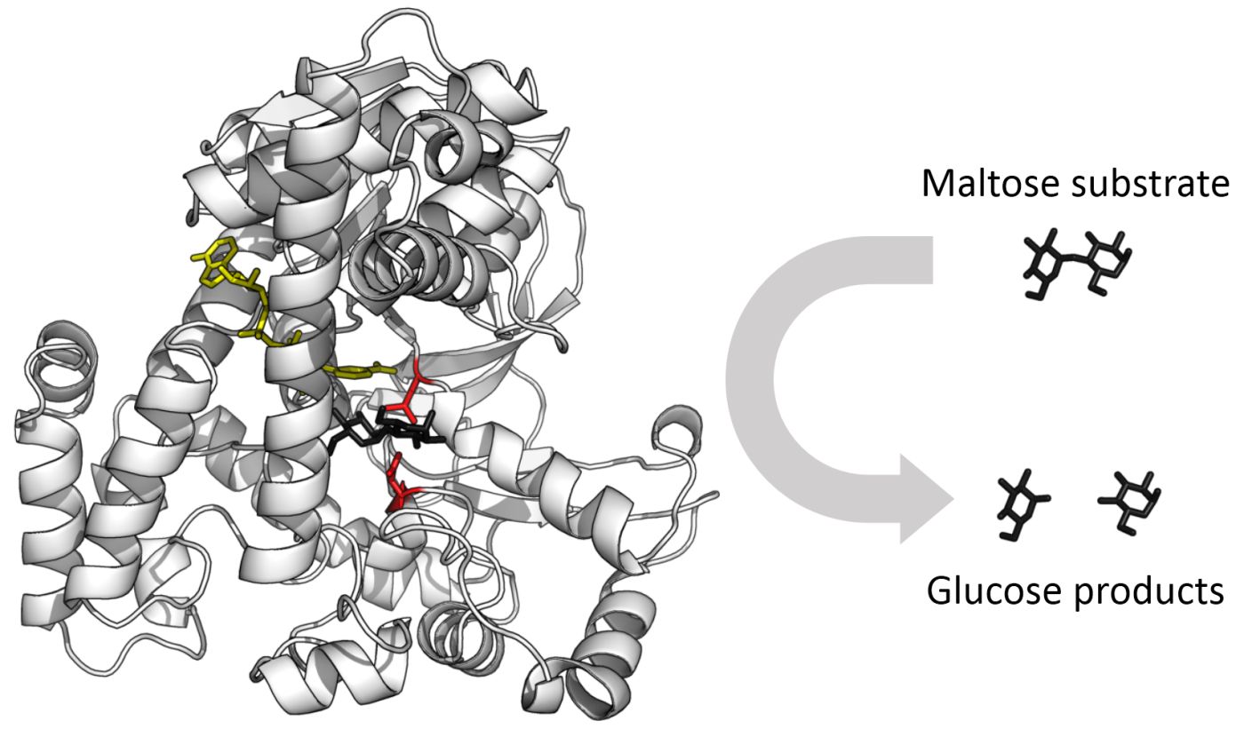 Enzymes