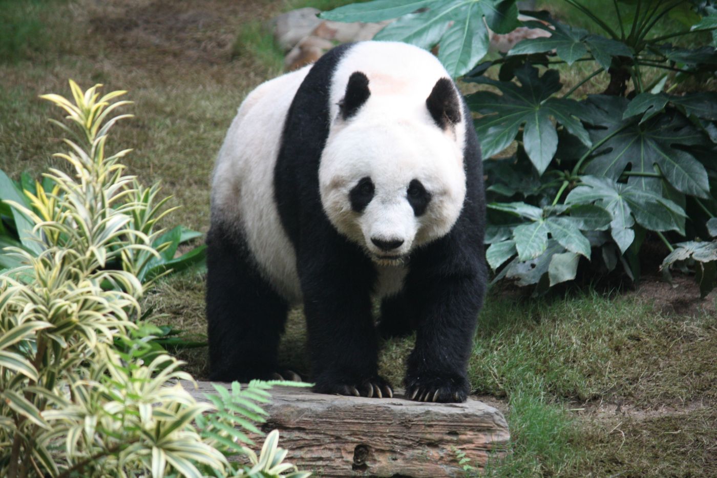 Giant Pandas