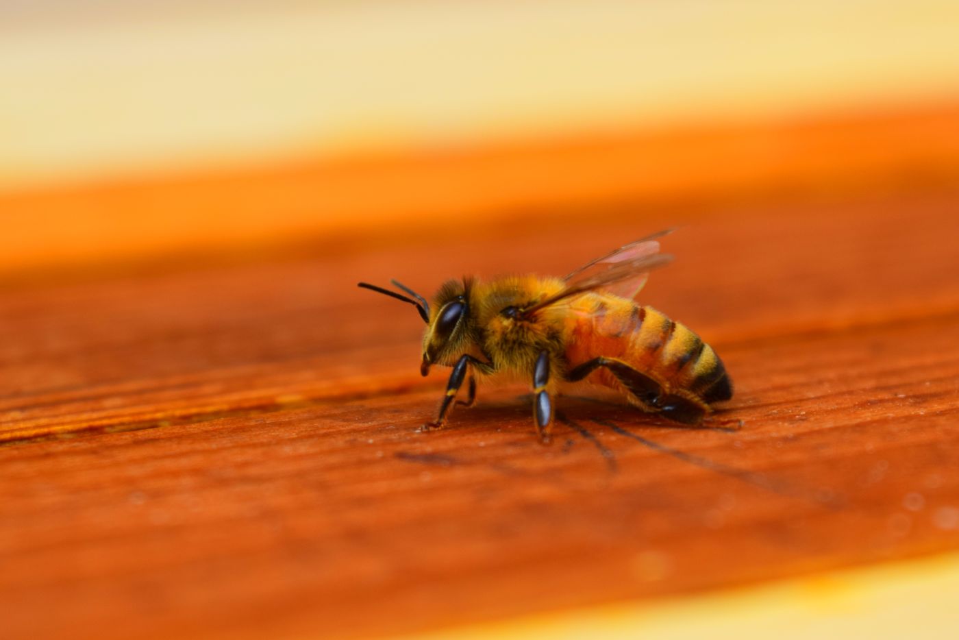 Honeybees