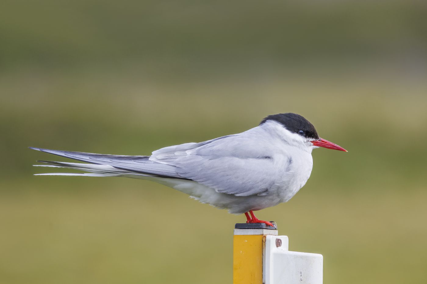 Migratory Birds