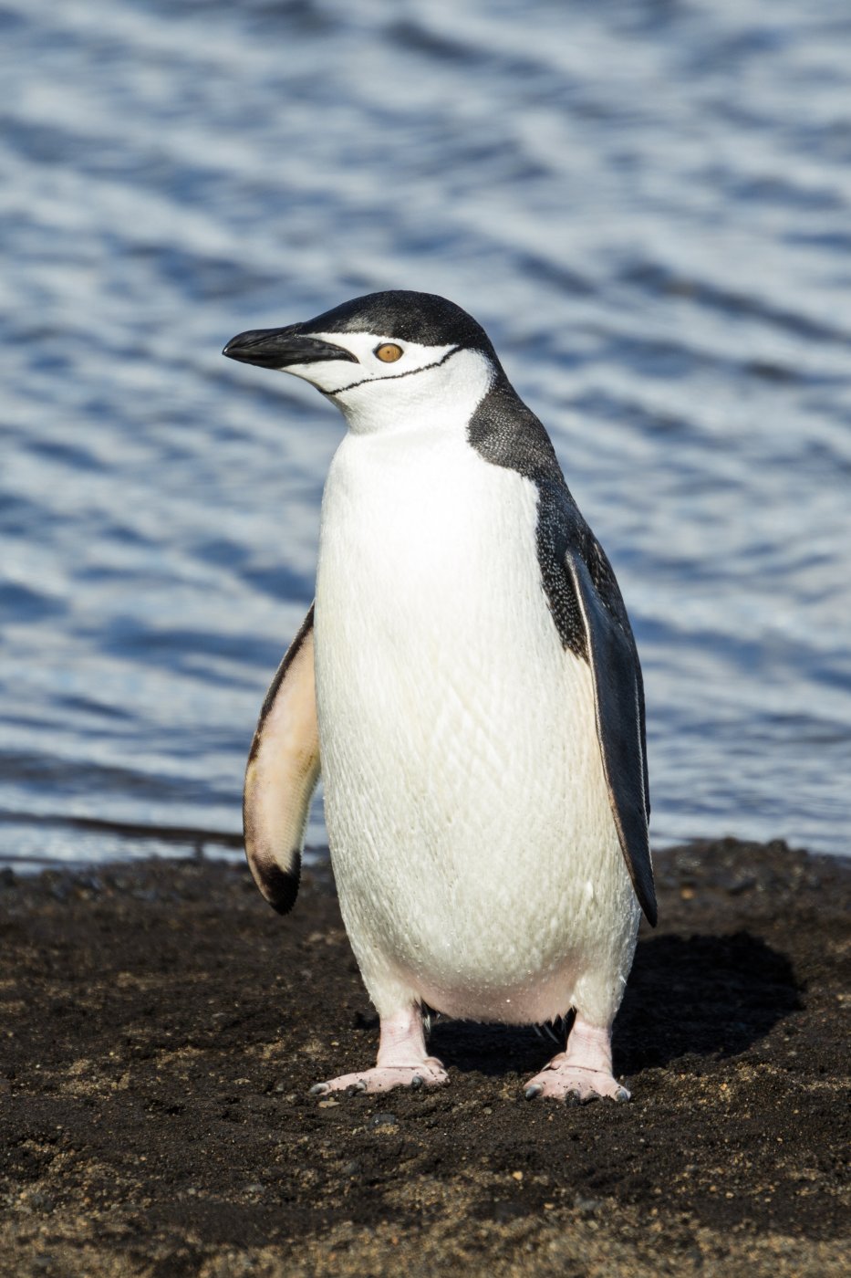 Penguins