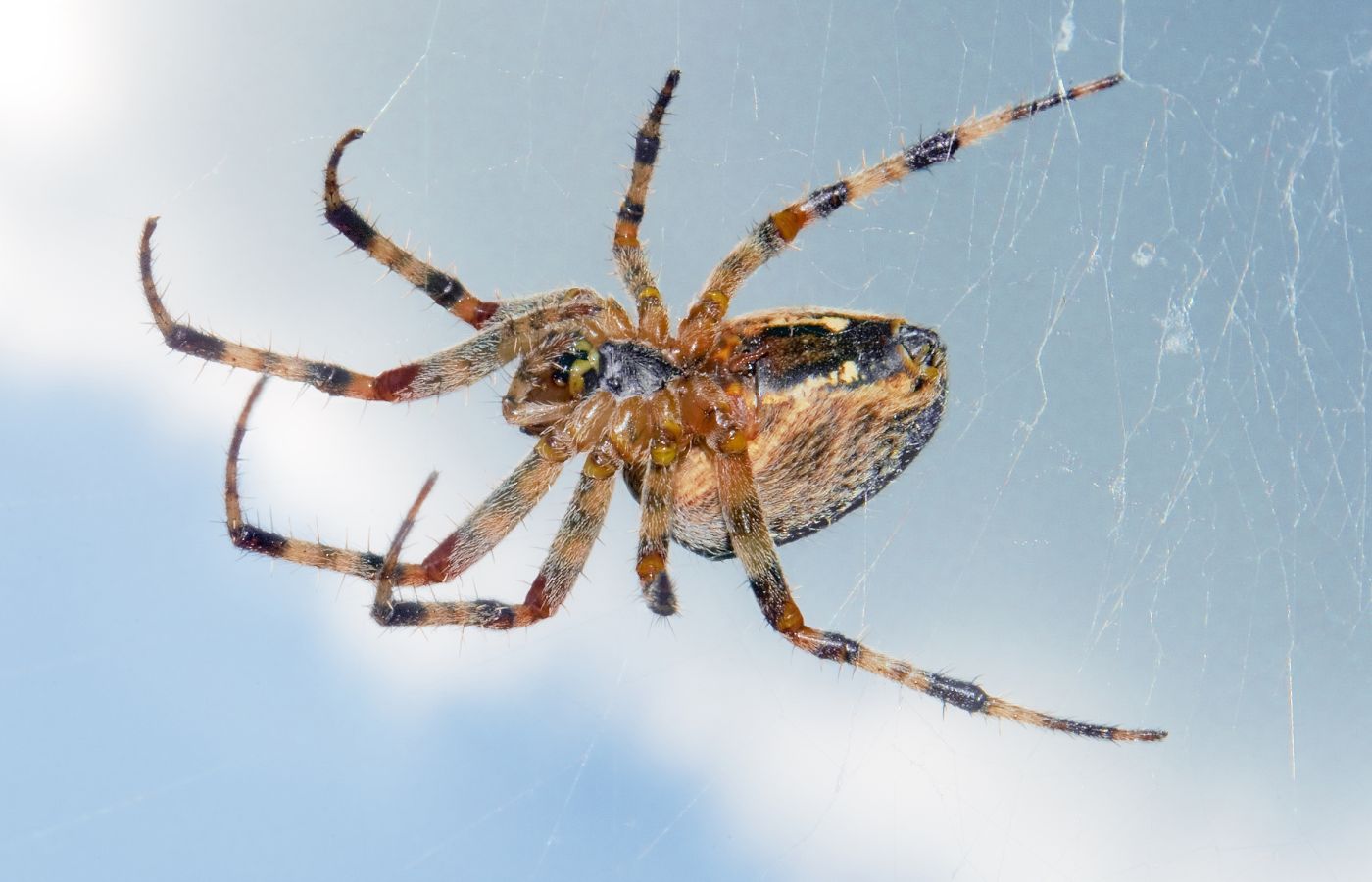 Spiders