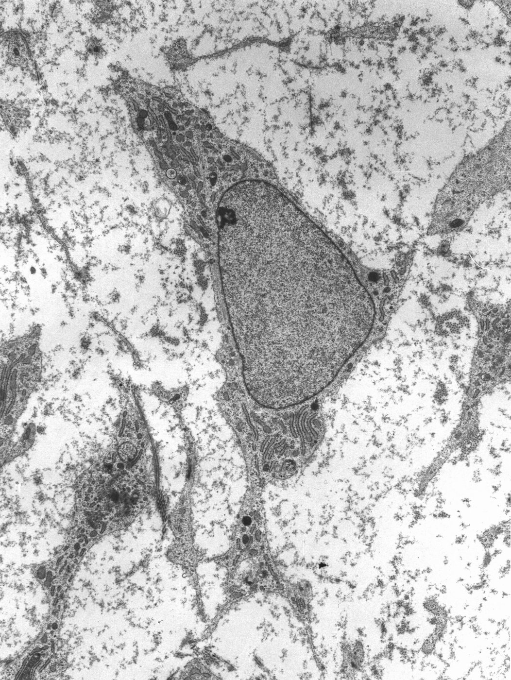 Stem Cells
