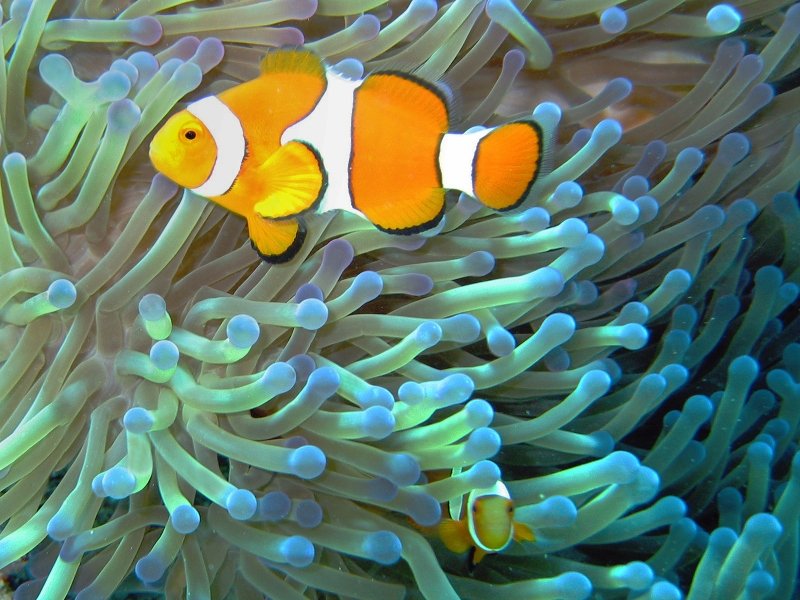 Symbiosis