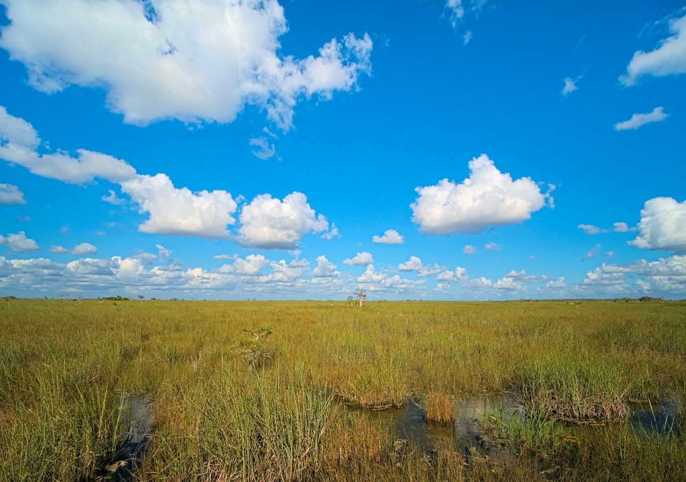 The Everglades