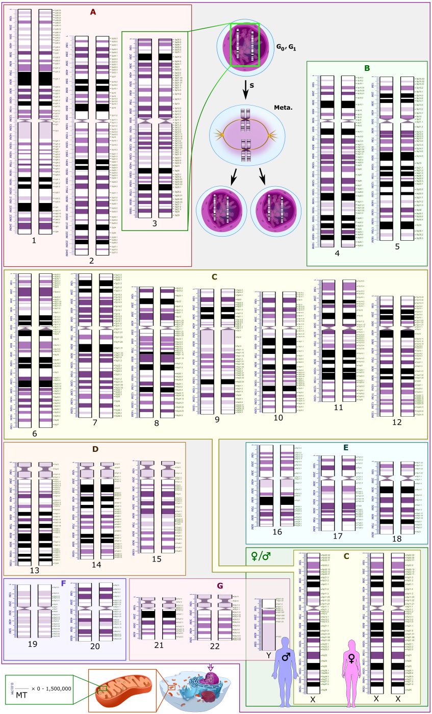 The Human Genome