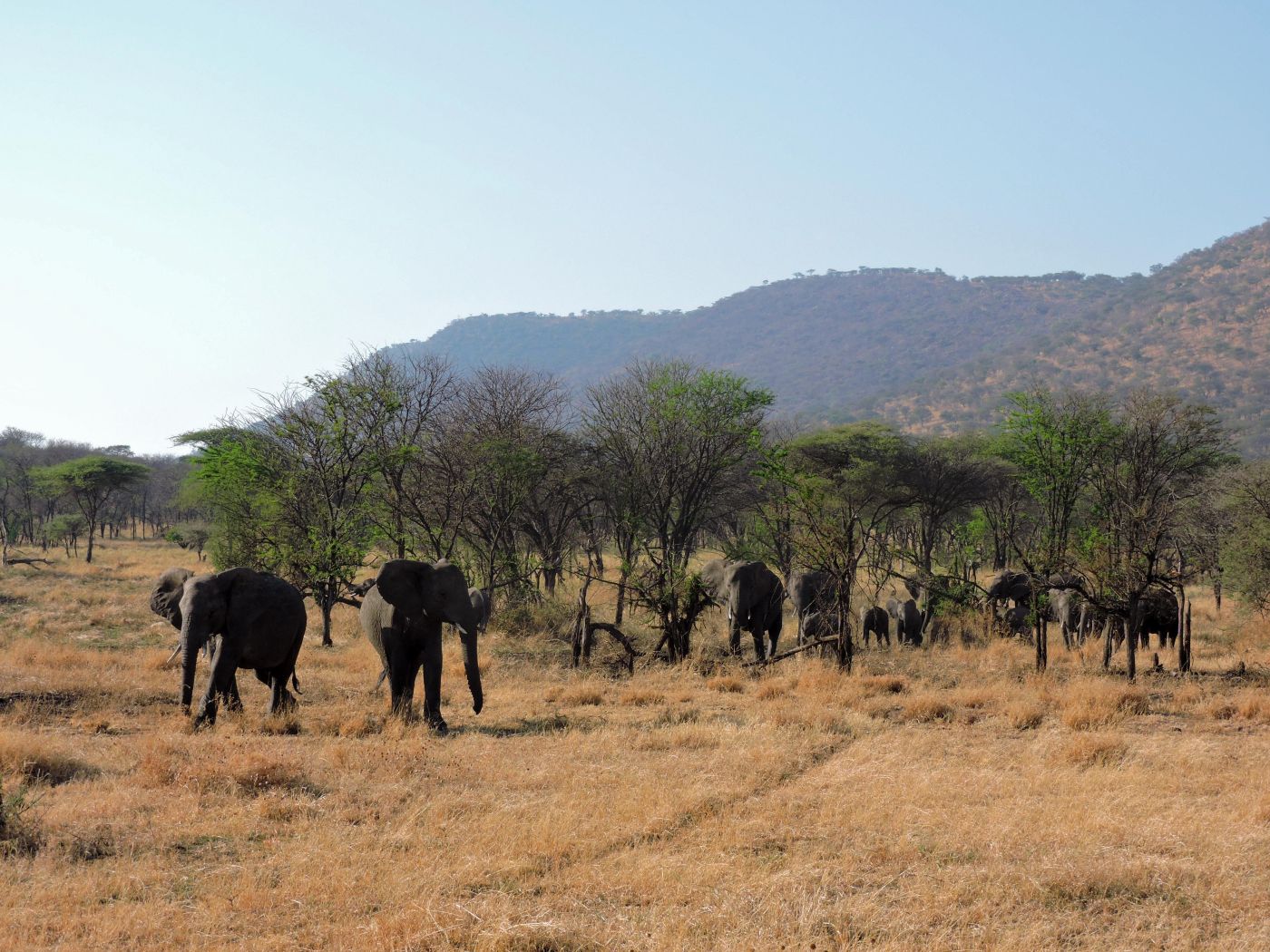 The Serengeti