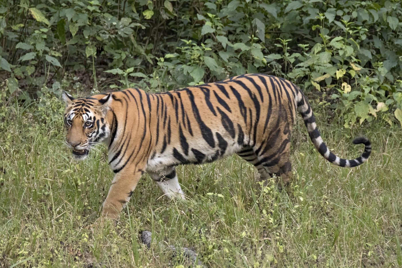 Tigers
