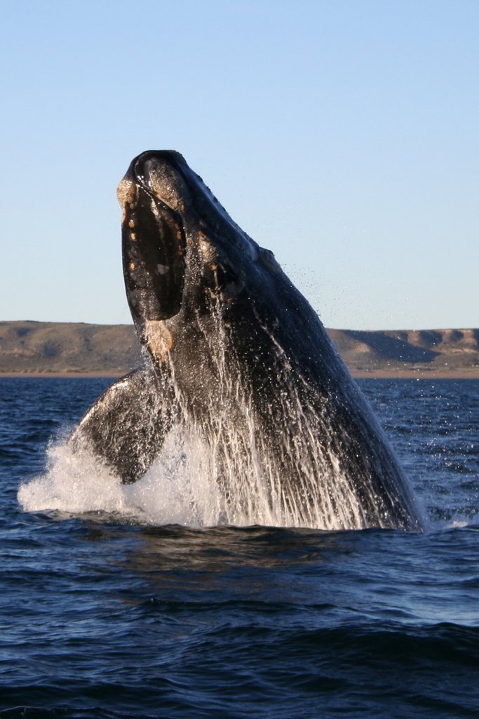 Whales