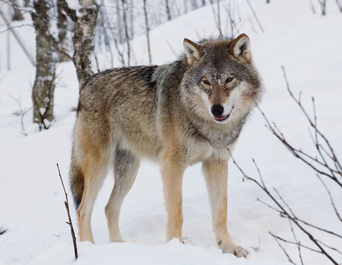 Wolves