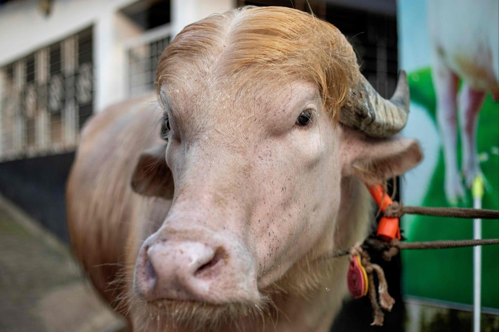 How the Name 'Donald Trump' Saved a Buffalo from Sacrifice — And Made It a Celebrity in Bangladesh