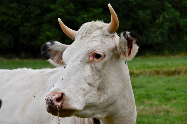 I am a Son of a Cow: A Proud Statement